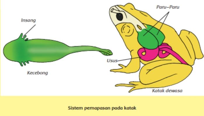 Detail Gambar Alat Pernapasan Katak Nomer 2