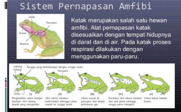 Detail Gambar Alat Pernapasan Katak Nomer 11