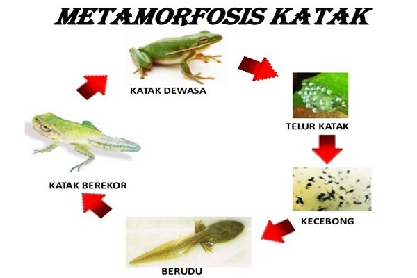 Detail Gambar Alat Pernapasan Katak Nomer 20