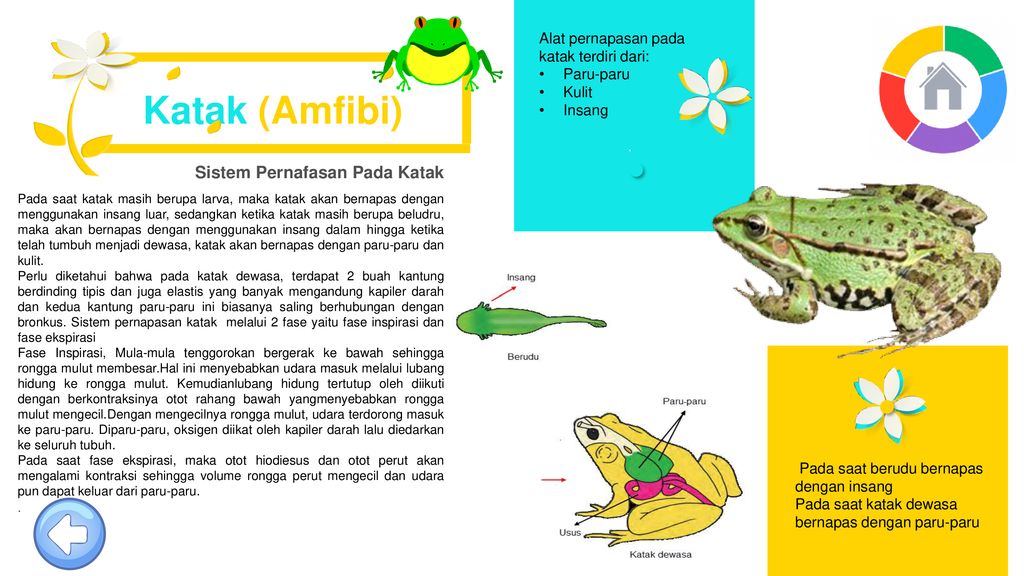 Detail Gambar Alat Pernapasan Katak Nomer 45