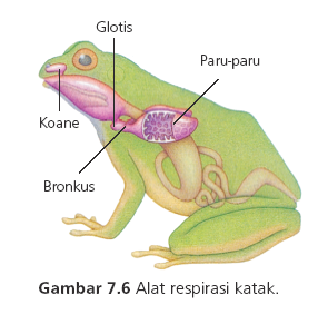 Detail Gambar Alat Pernapasan Katak Nomer 48