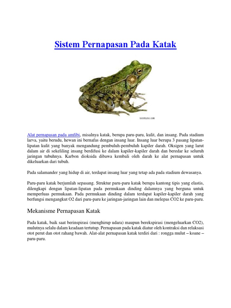 Detail Gambar Alat Pernapasan Katak Nomer 53