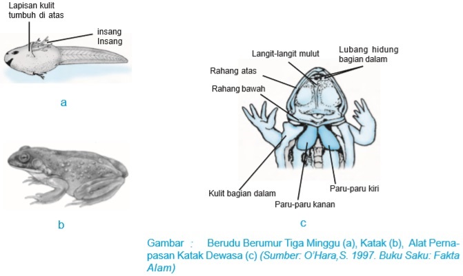 Detail Gambar Alat Pernapasan Katak Nomer 8