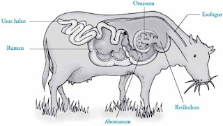 Detail Gambar Alat Pernapasan Mamalia Nomer 9