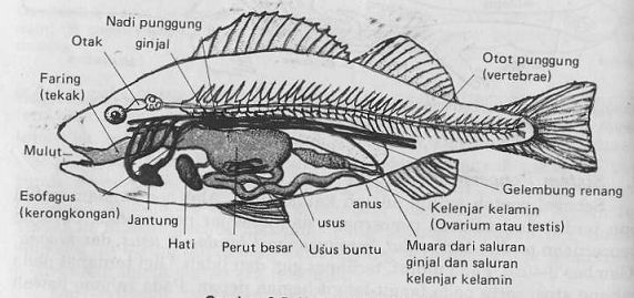 Detail Gambar Alat Pernapasan Pada Ikan Nomer 18