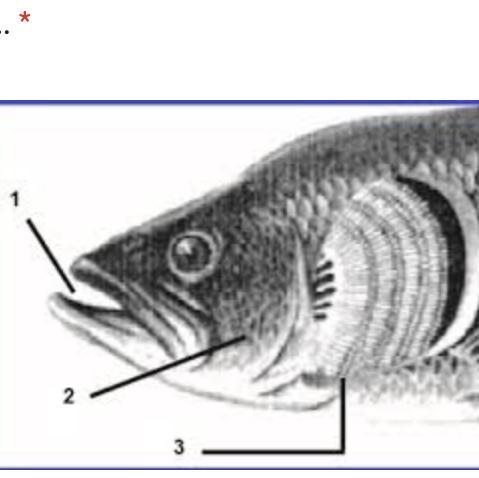 Detail Gambar Alat Pernapasan Pada Ikan Nomer 49