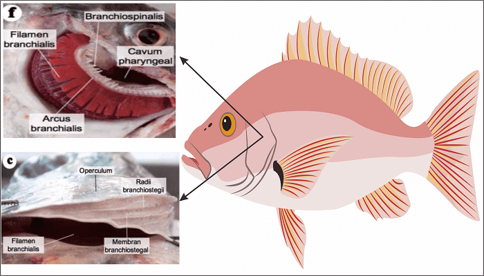 Detail Gambar Alat Pernapasan Pada Ikan Nomer 9