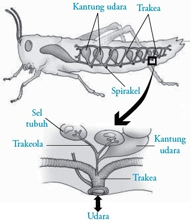 Gambar Alat Pernapasan Serangga - KibrisPDR