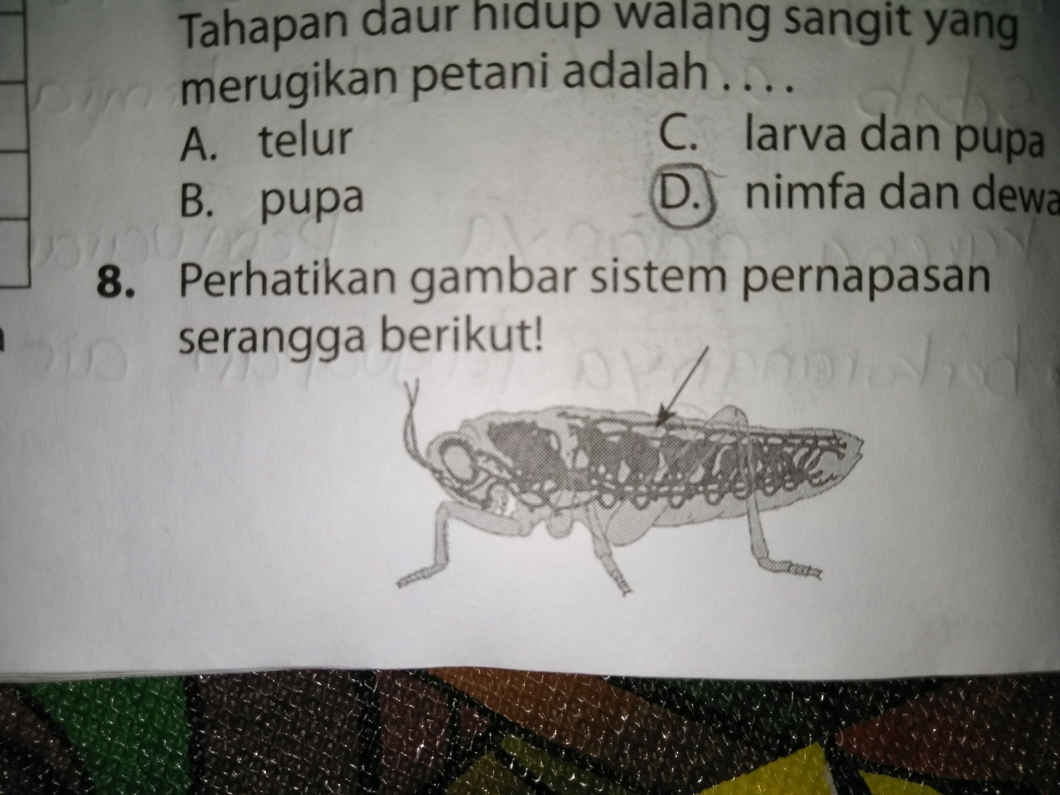 Detail Gambar Alat Pernapasan Serangga Nomer 18