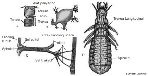 Detail Gambar Alat Pernapasan Serangga Nomer 25