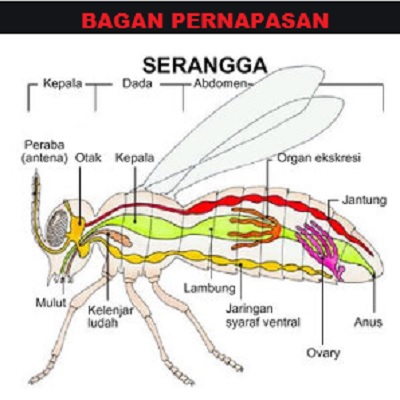 Detail Gambar Alat Pernapasan Serangga Nomer 4