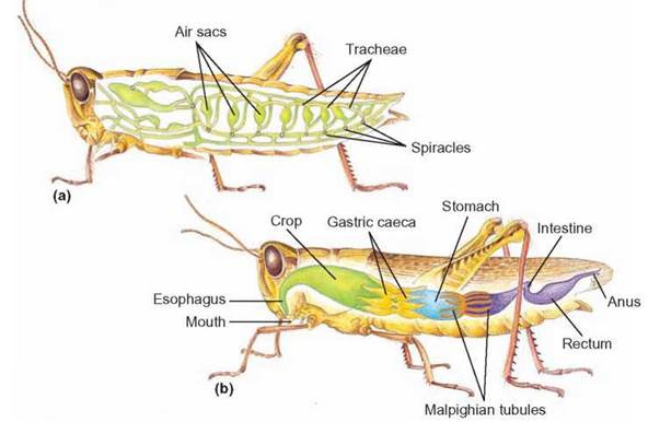 Detail Gambar Alat Pernapasan Serangga Nomer 8