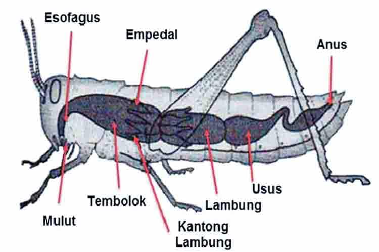 Detail Gambar Alat Pernapasan Serangga Nomer 9