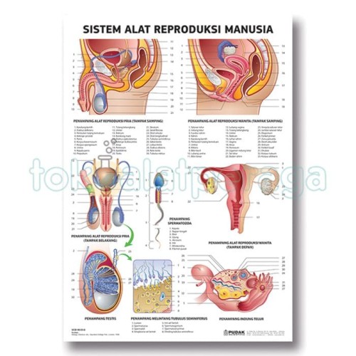 Detail Gambar Alat Reproduksi Nomer 25