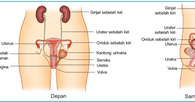 Detail Gambar Alat Reproduksi Nomer 34