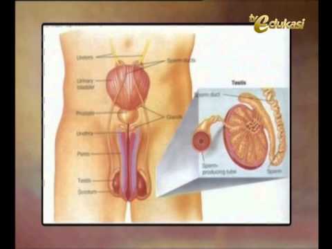 Detail Gambar Alat Reproduksi Nomer 43