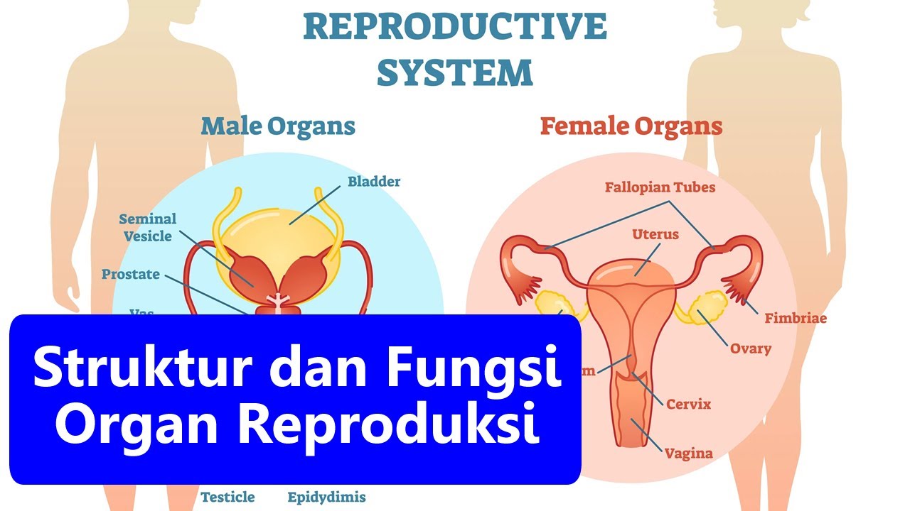 Detail Gambar Alat Reproduksi Nomer 50