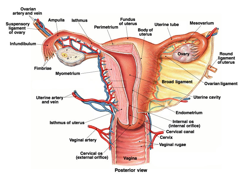 Detail Gambar Alat Reproduksi Nomer 9