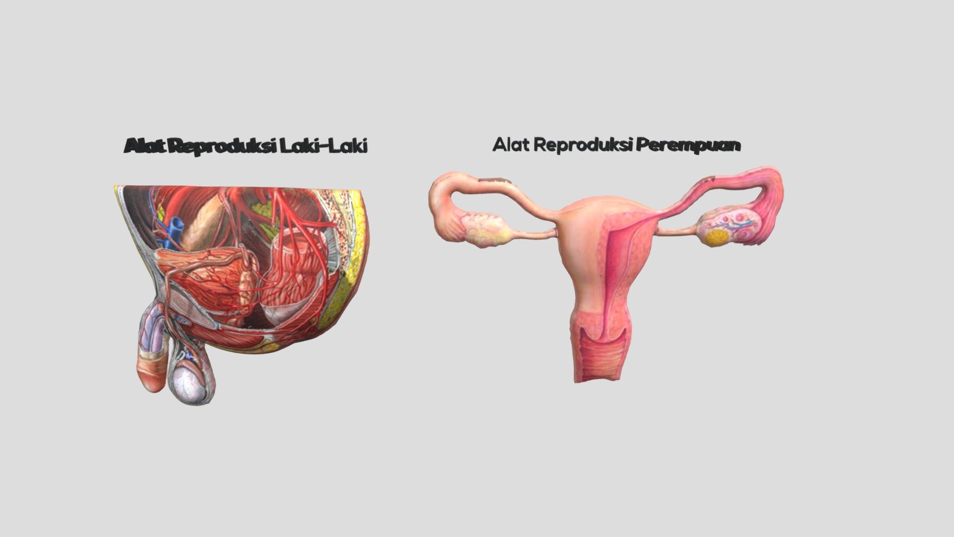 Detail Gambar Alat Reproduksi Laki Laki Nomer 40