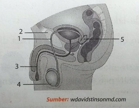 Detail Gambar Alat Reproduksi Laki Laki Nomer 49