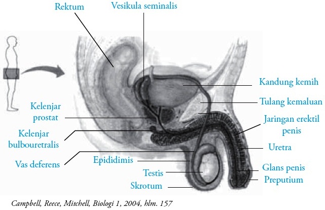 Detail Gambar Alat Reproduksi Laki Laki Nomer 50