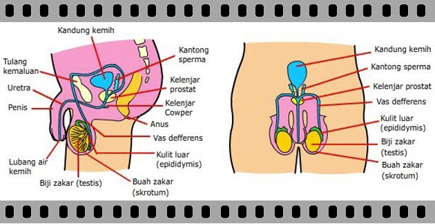 Detail Gambar Alat Reproduksi Laki Laki Nomer 55