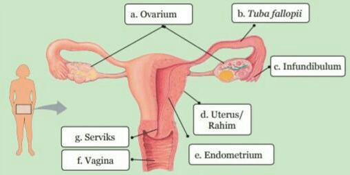 Detail Gambar Alat Reproduksi Pada Wanita Nomer 15