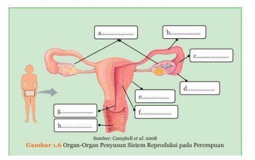 Detail Gambar Alat Reproduksi Pada Wanita Nomer 18