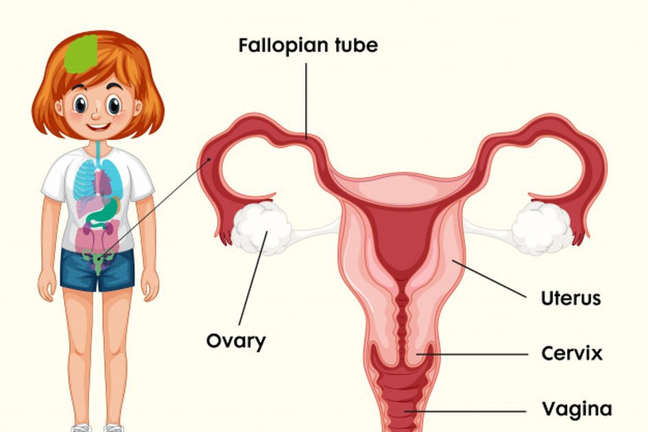 Detail Gambar Alat Reproduksi Pada Wanita Nomer 19