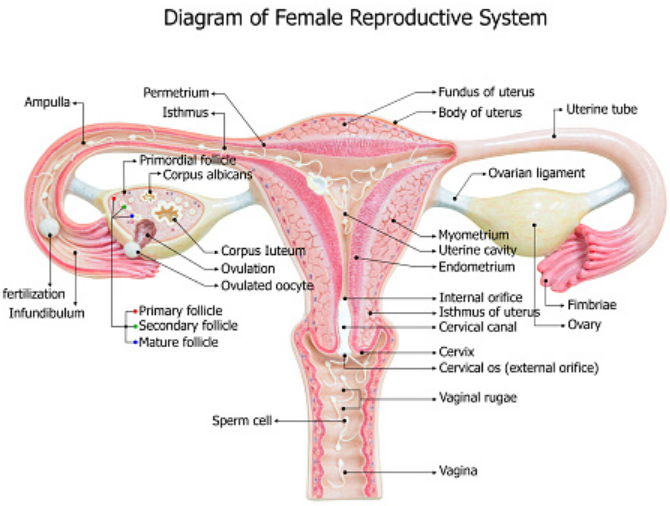 Detail Gambar Alat Reproduksi Pada Wanita Nomer 21