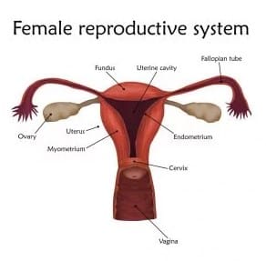 Detail Gambar Alat Reproduksi Pada Wanita Nomer 25