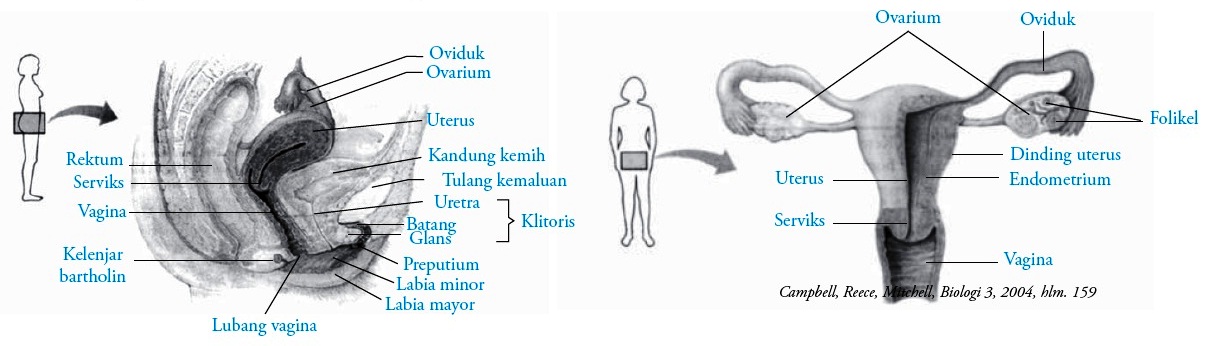 Detail Gambar Alat Reproduksi Pada Wanita Nomer 29