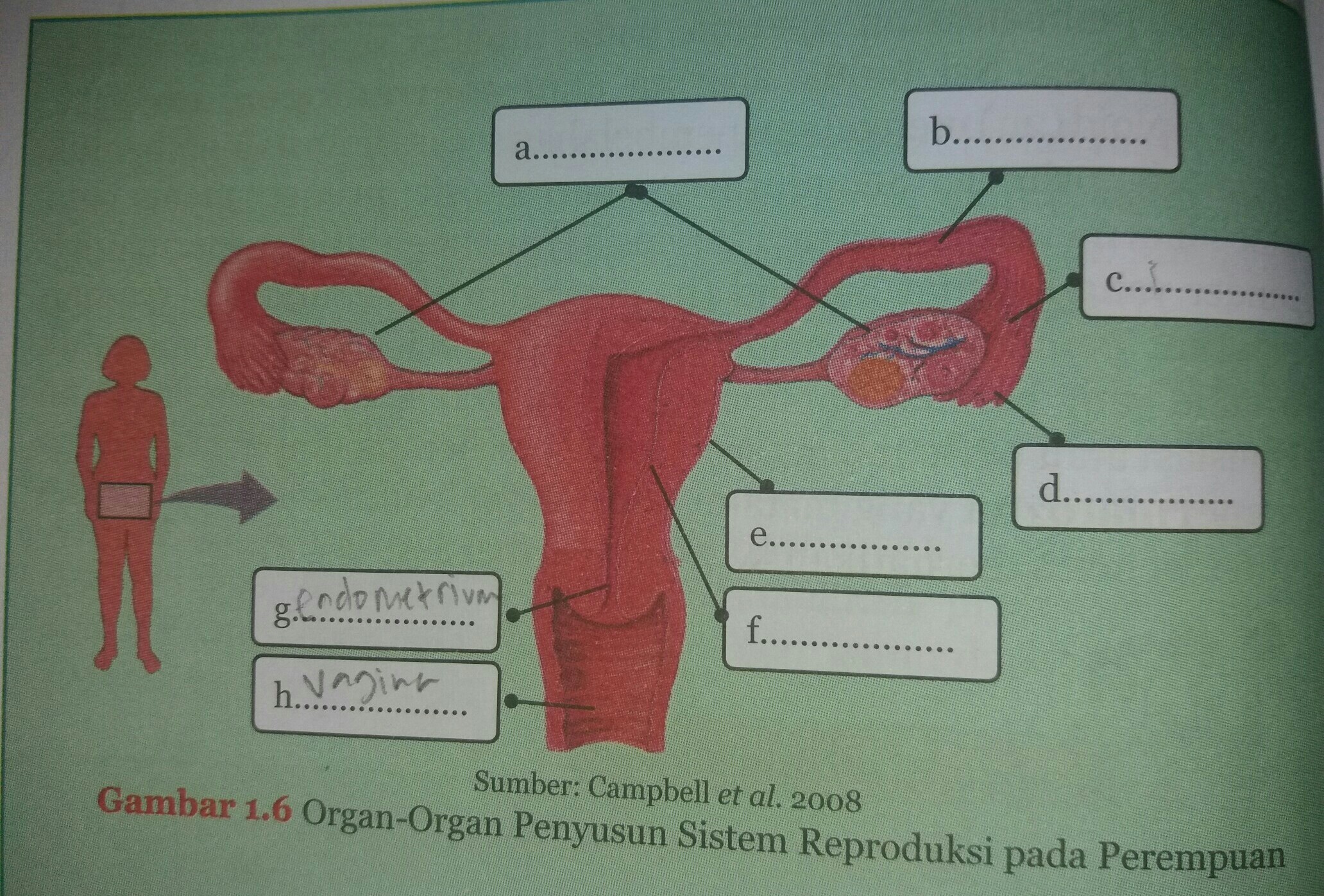 Detail Gambar Alat Reproduksi Pada Wanita Nomer 44