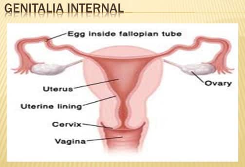 Detail Gambar Alat Reproduksi Pada Wanita Nomer 45