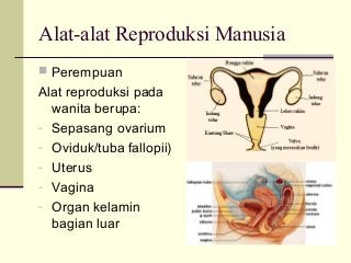 Detail Gambar Alat Reproduksi Pada Wanita Nomer 46