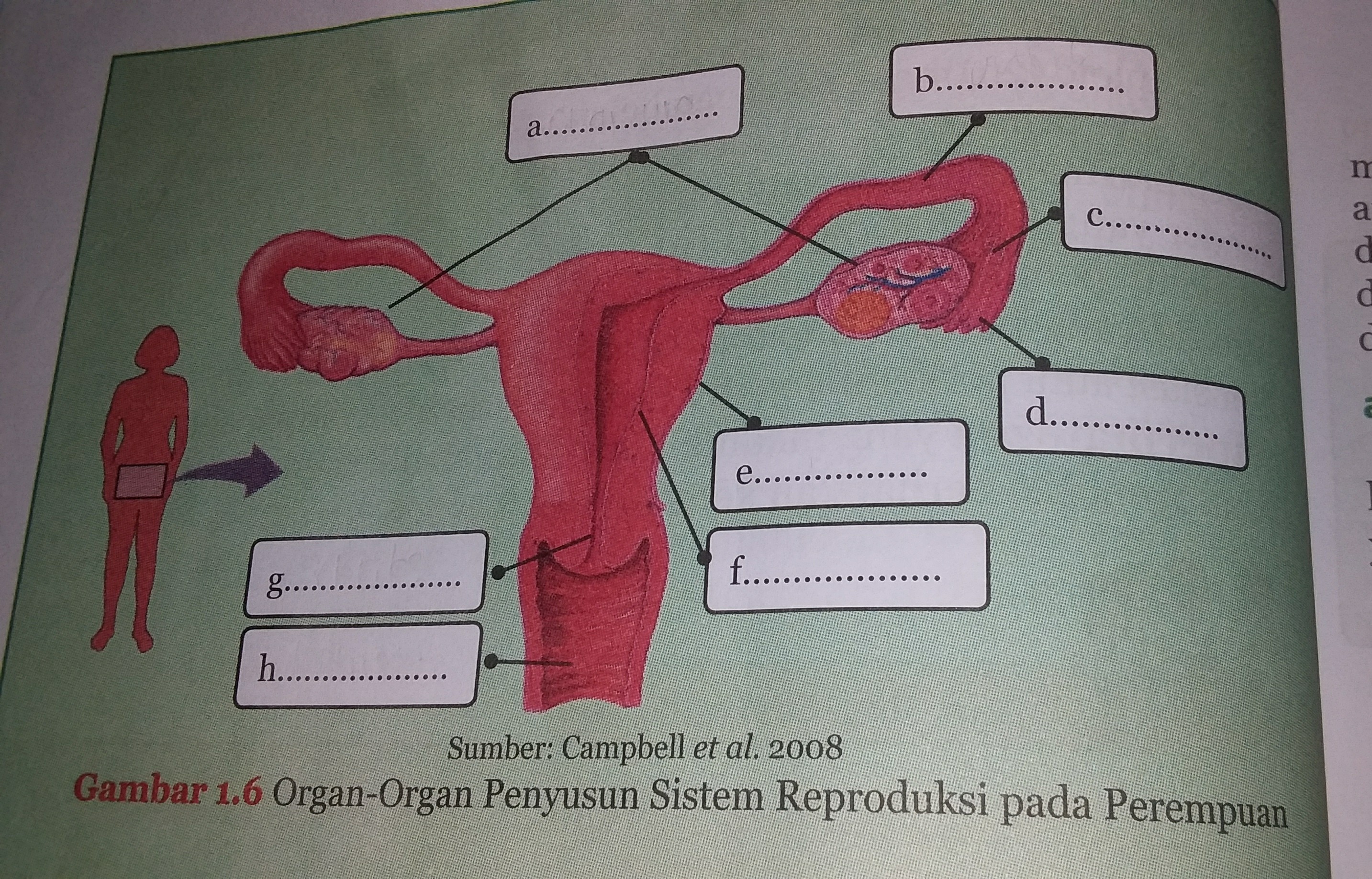 Detail Gambar Alat Reproduksi Pada Wanita Nomer 47