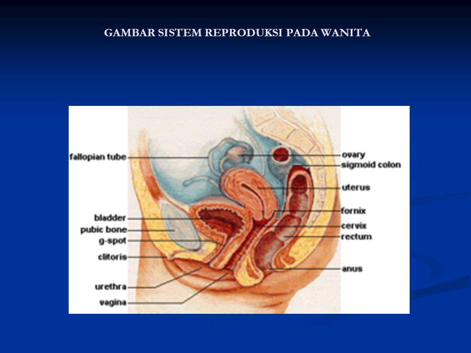 Detail Gambar Alat Reproduksi Pada Wanita Nomer 50