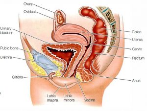 Detail Gambar Alat Reproduksi Pada Wanita Nomer 52