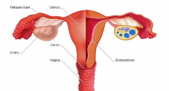 Detail Gambar Alat Reproduksi Pada Wanita Nomer 53