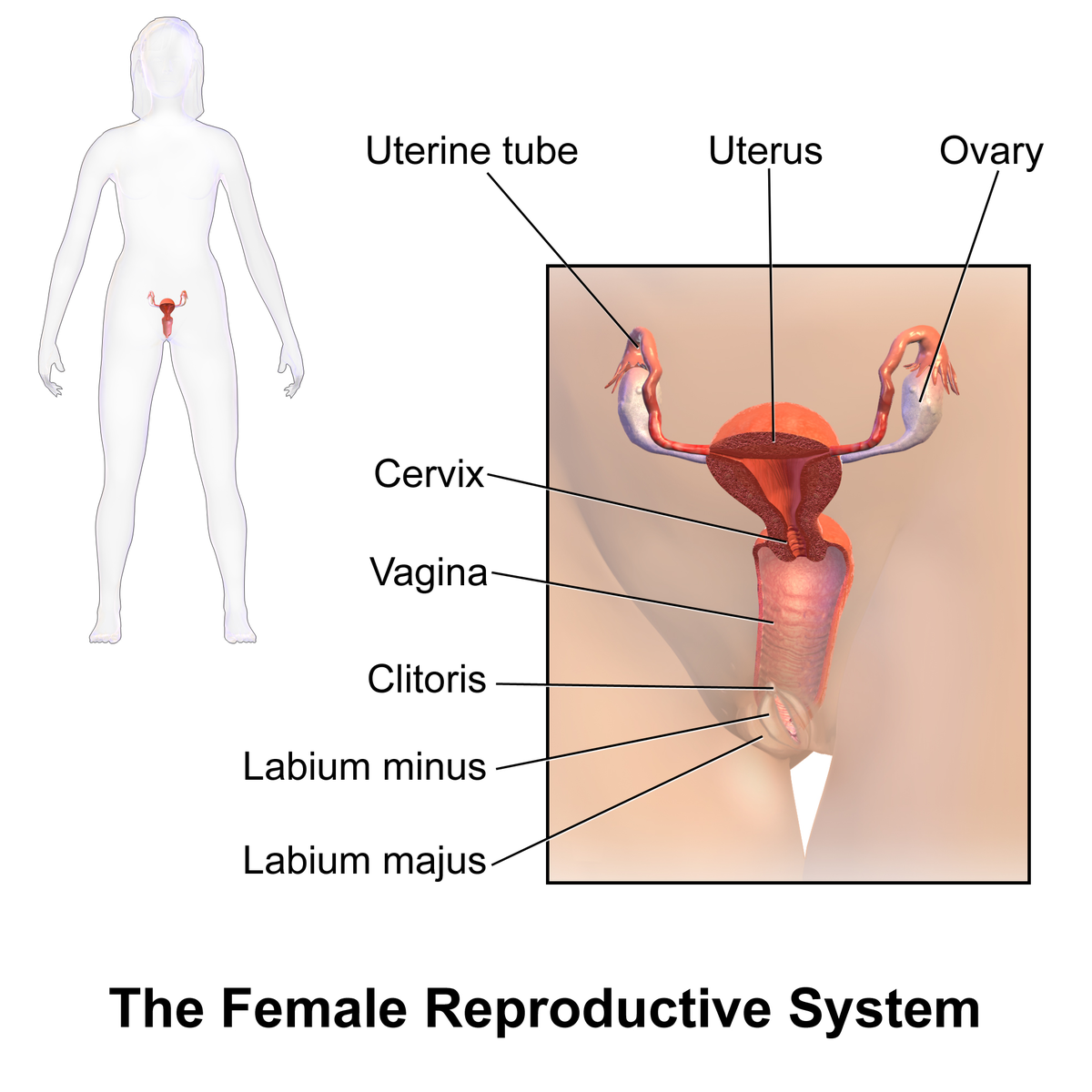 Detail Gambar Alat Reproduksi Perempuan Nomer 22