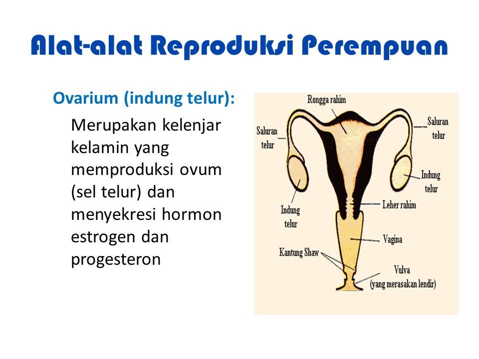 Detail Gambar Alat Reproduksi Perempuan Nomer 36