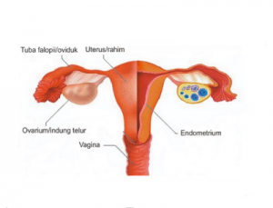 Detail Gambar Alat Reproduksi Perempuan Nomer 42