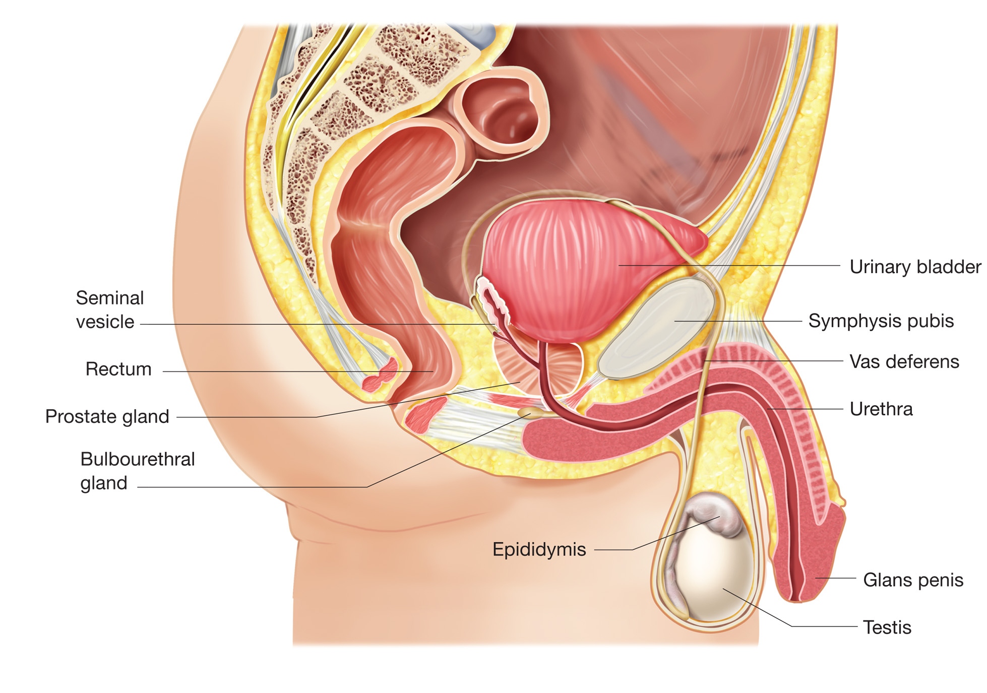 Detail Gambar Alat Reproduksi Pria Nomer 24