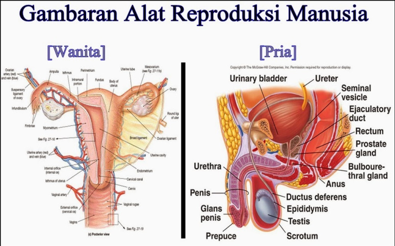 Detail Gambar Alat Reproduksi Pria Nomer 25