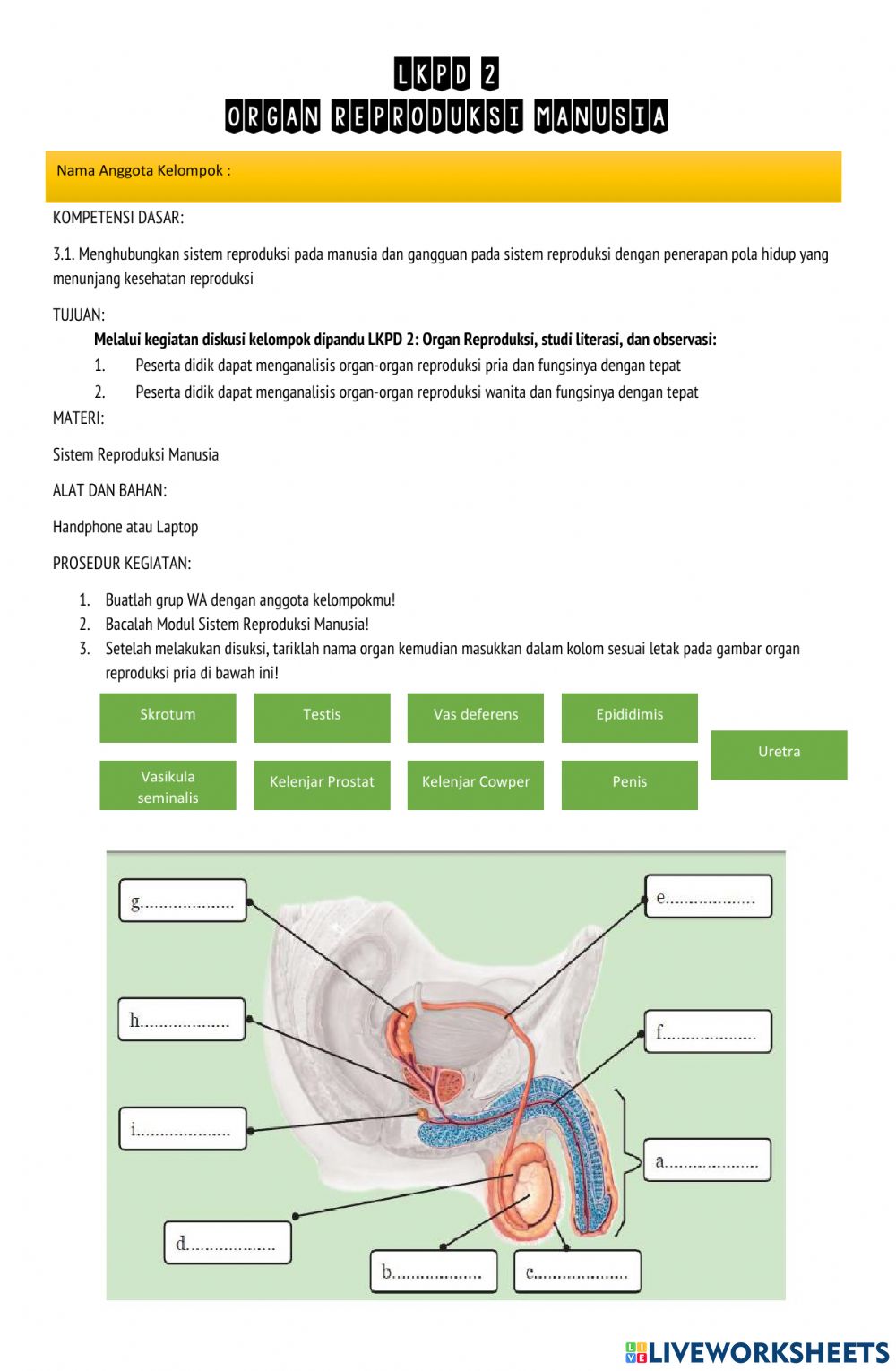 Detail Gambar Alat Reproduksi Pria Nomer 51