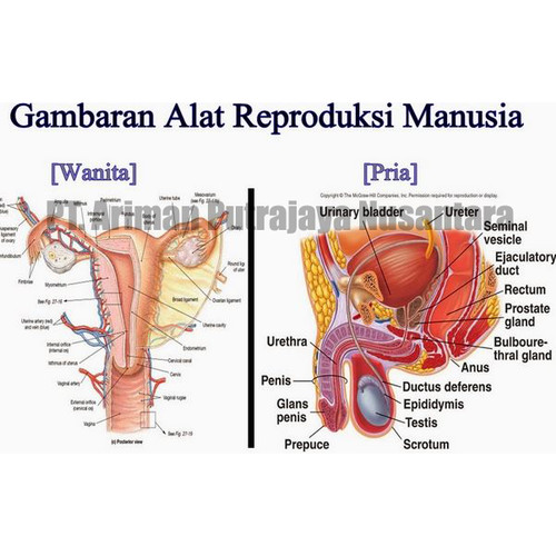 Detail Gambar Alat Reproduksi Pria Dan Wanita Nomer 22