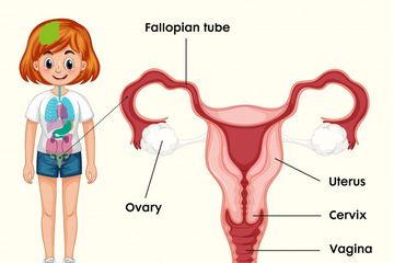 Detail Gambar Alat Reproduksi Wanita Nomer 10