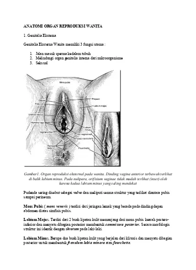 Detail Gambar Alat Reproduksi Wanita Nomer 21