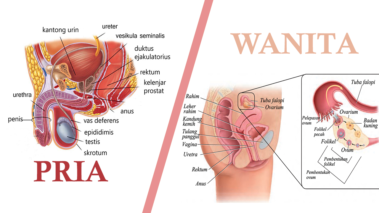 Detail Gambar Alat Reproduksi Wanita Nomer 32