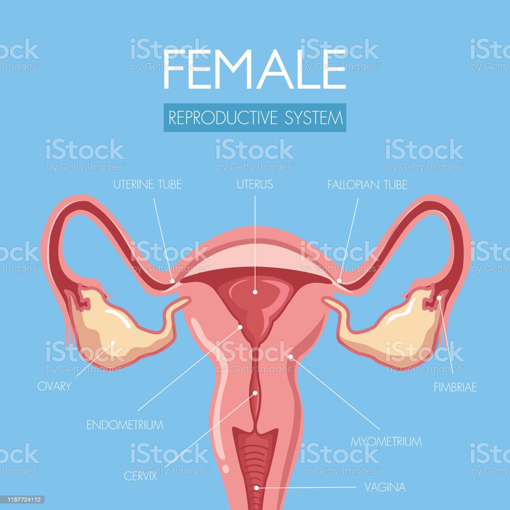 Detail Gambar Alat Reproduksi Wanita Nomer 53